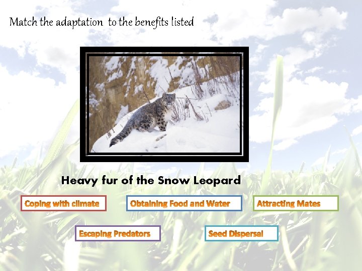 Match the adaptation to the benefits listed Heavy fur of the Snow Leopard 