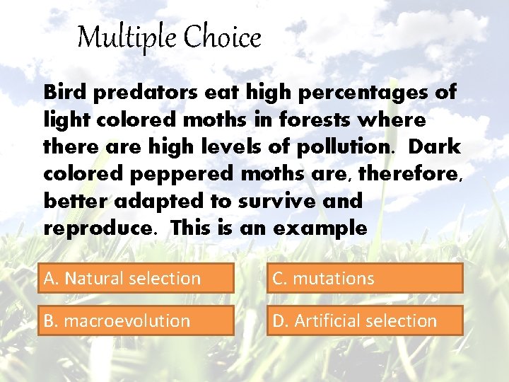 Multiple Choice Bird predators eat high percentages of light colored moths in forests where