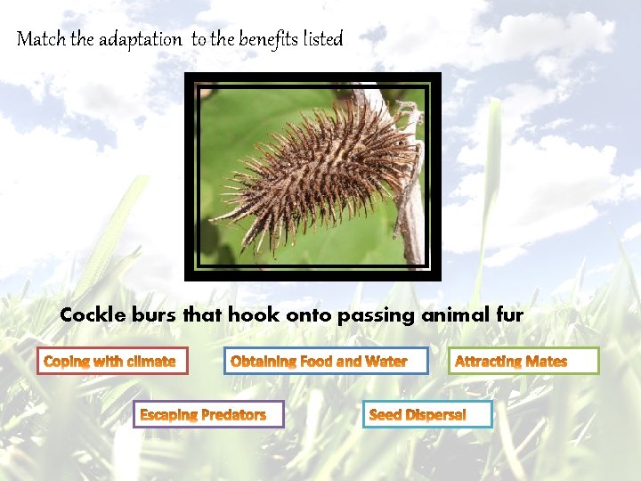 Match the adaptation to the benefits listed Cockle burs that hook onto passing animal