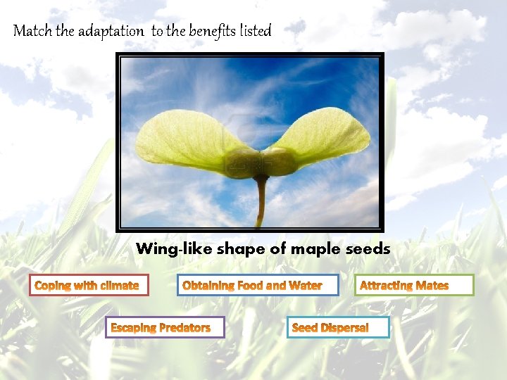 Match the adaptation to the benefits listed Wing-like shape of maple seeds 