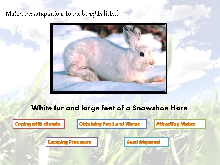 Match the adaptation to the benefits listed White fur and large feet of a