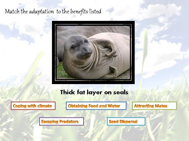 Match the adaptation to the benefits listed Thick fat layer on seals 