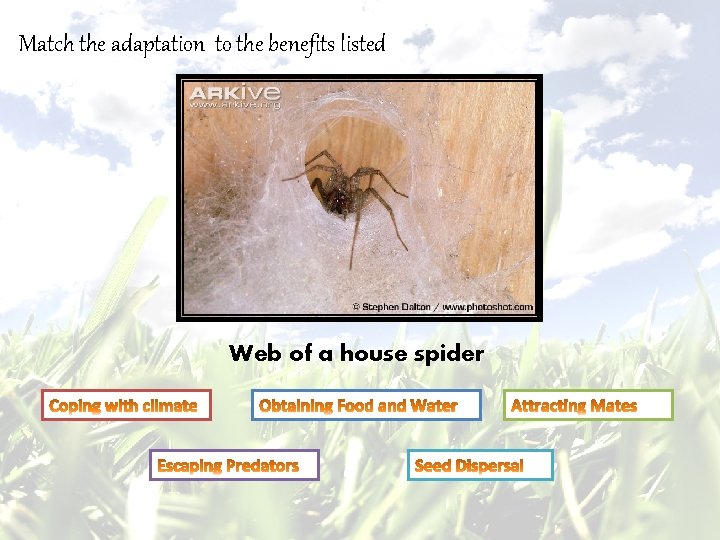 Match the adaptation to the benefits listed Web of a house spider 