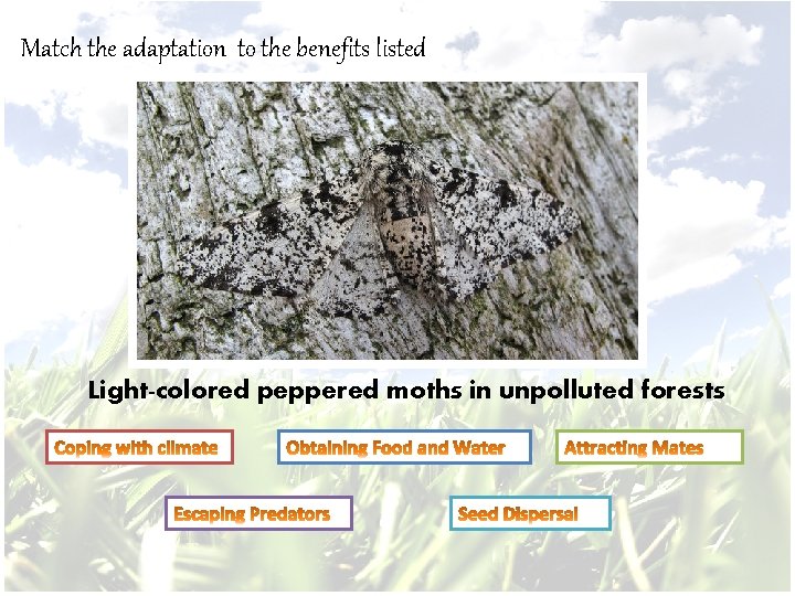 Match the adaptation to the benefits listed Light-colored peppered moths in unpolluted forests 