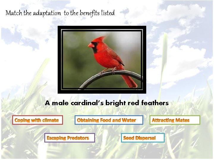 Match the adaptation to the benefits listed A male cardinal’s bright red feathers 