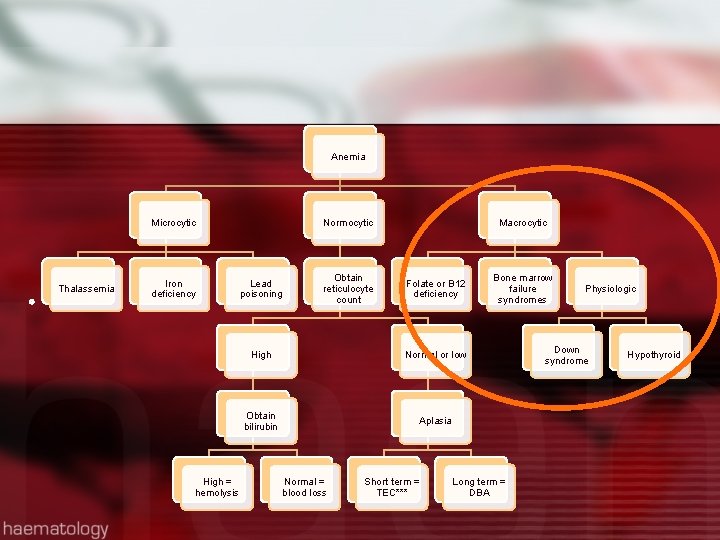 Anemia Microcytic Thalassemia Iron deficiency High = hemolysis Normocytic Lead poisoning Obtain reticulocyte count