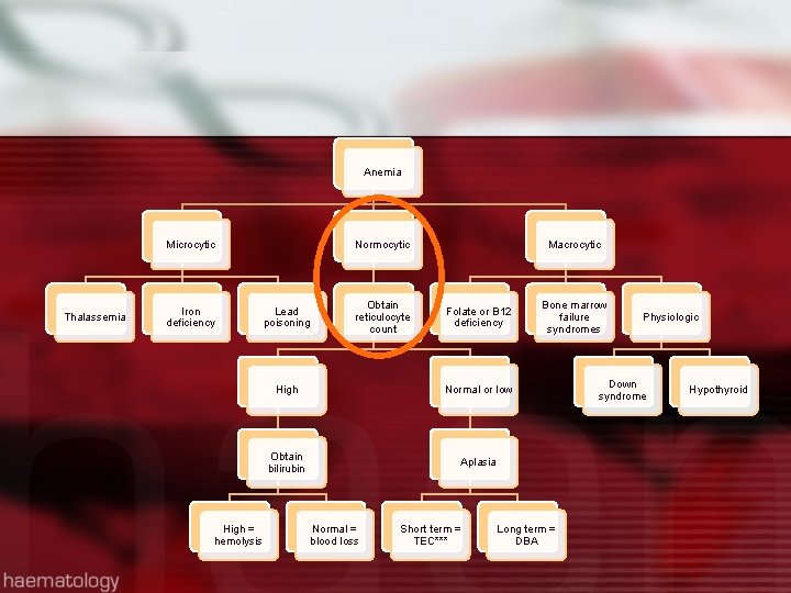 Anemia Microcytic Thalassemia Iron deficiency High = hemolysis Normocytic Lead poisoning Obtain reticulocyte count