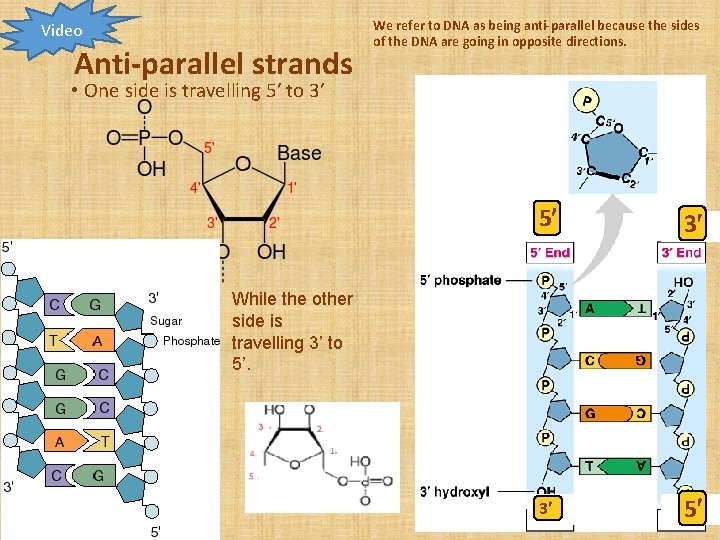 Video Anti-parallel strands We refer to DNA as being anti-parallel because the sides of