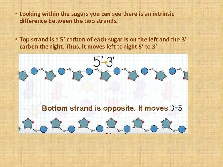  • Looking within the sugars you can see there is an intrinsic difference