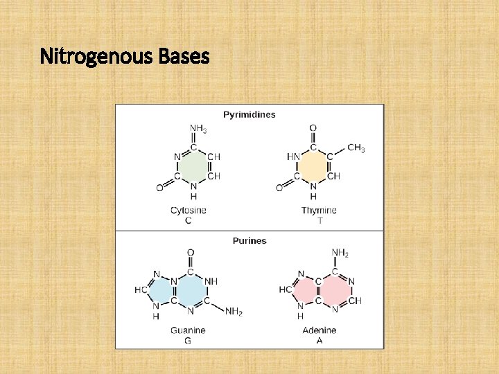 Nitrogenous Bases 