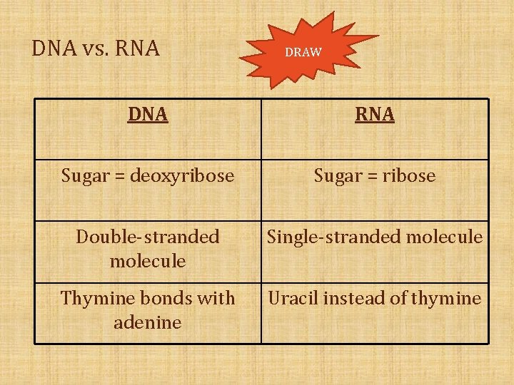 DNA vs. RNA DRAW DNA RNA Sugar = deoxyribose Sugar = ribose Double-stranded molecule