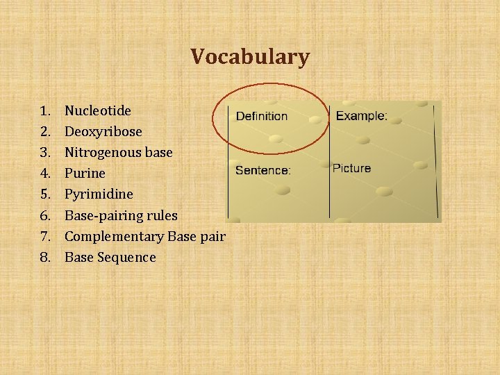 Vocabulary 1. 2. 3. 4. 5. 6. 7. 8. Nucleotide Deoxyribose Nitrogenous base Purine