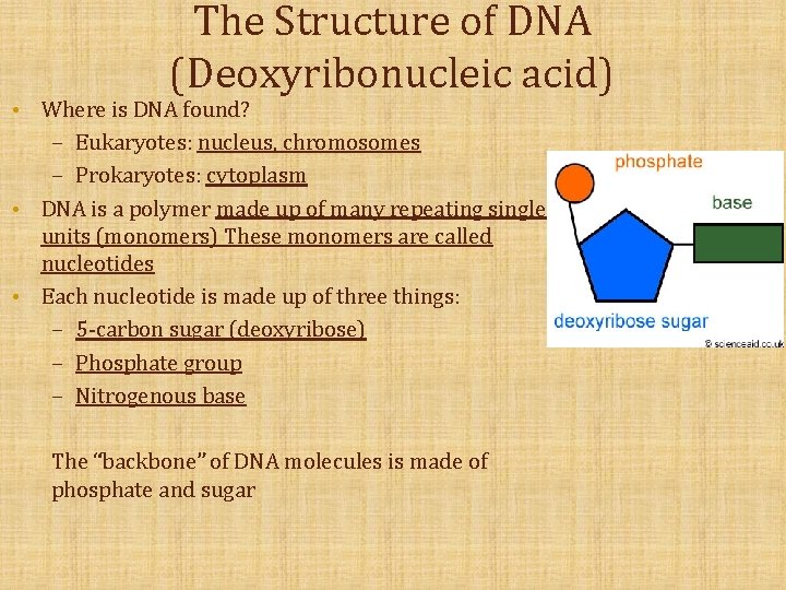 The Structure of DNA (Deoxyribonucleic acid) Where is DNA found? – Eukaryotes: nucleus, chromosomes