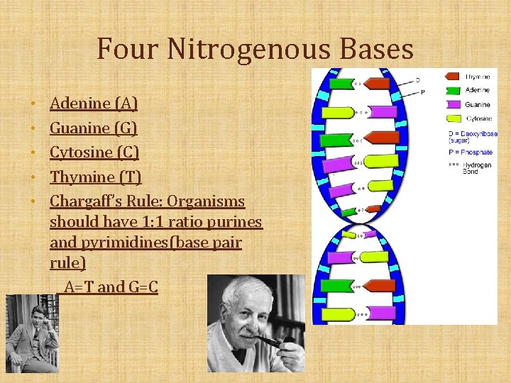 Four Nitrogenous Bases • Adenine (A) • Guanine (G) • Cytosine (C) • Thymine