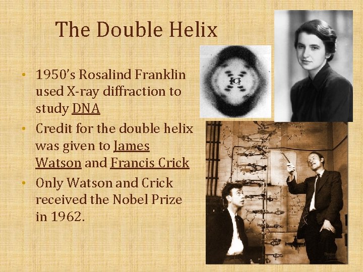 The Double Helix • 1950’s Rosalind Franklin used X-ray diffraction to study DNA •