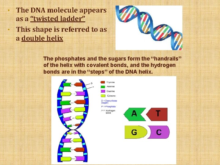  • The DNA molecule appears as a “twisted ladder” • This shape is