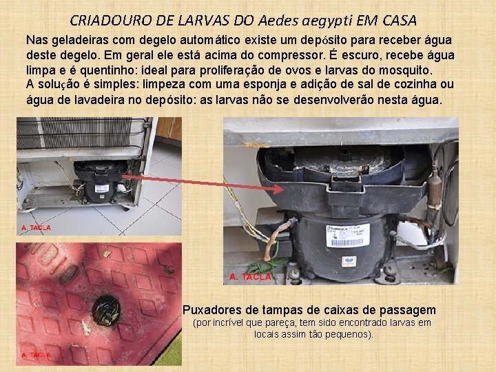 CRIADOURO DE LARVAS DO Aedes aegypti EM CASA Nas geladeiras com degelo automático existe