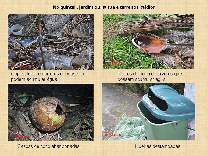 No quintal , jardim ou na rua e terrenos baldios Copos, latas e garrafas