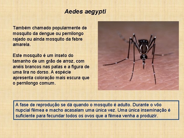 Aedes aegypti Também chamado popularmente de mosquito da dengue ou pernilongo rajado ou ainda