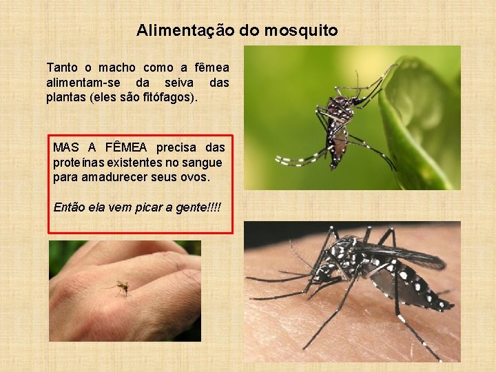 Alimentação do mosquito Tanto o macho como a fêmea alimentam-se da seiva das plantas