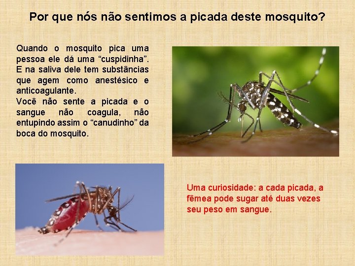 Por que nós não sentimos a picada deste mosquito? Quando o mosquito pica uma