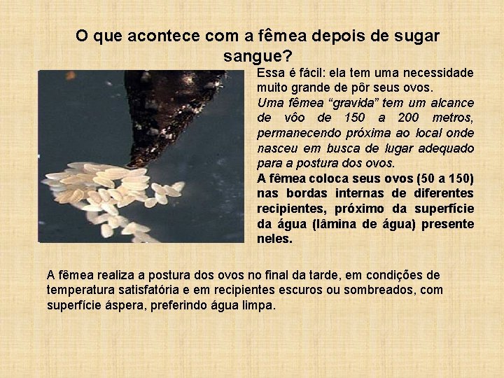 O que acontece com a fêmea depois de sugar sangue? Essa é fácil: ela