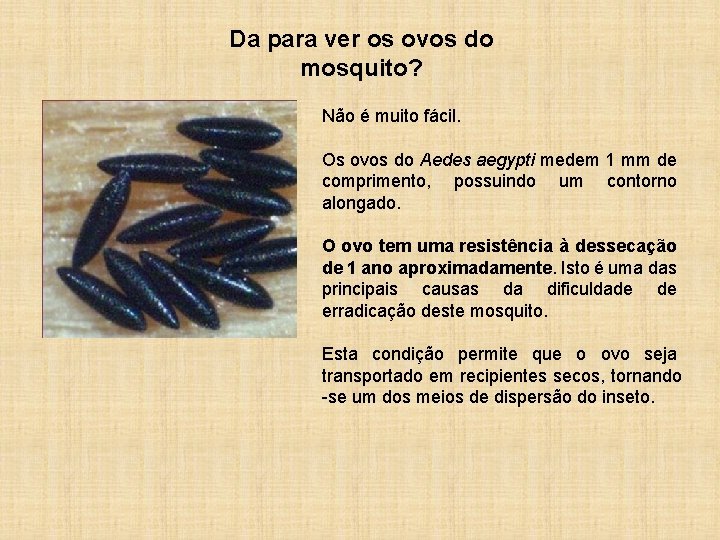 Da para ver os ovos do mosquito? Não é muito fácil. Os ovos do