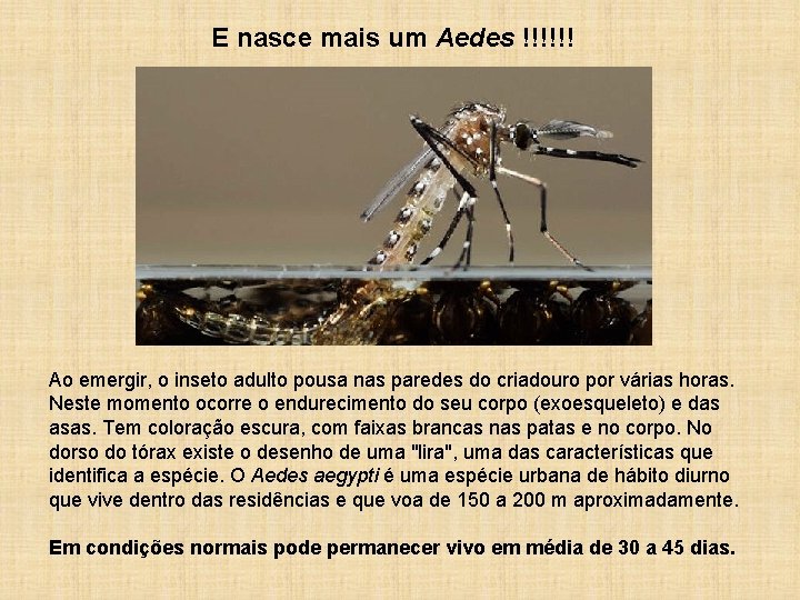 E nasce mais um Aedes !!!!!! Ao emergir, o inseto adulto pousa nas paredes