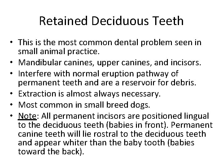Retained Deciduous Teeth • This is the most common dental problem seen in small
