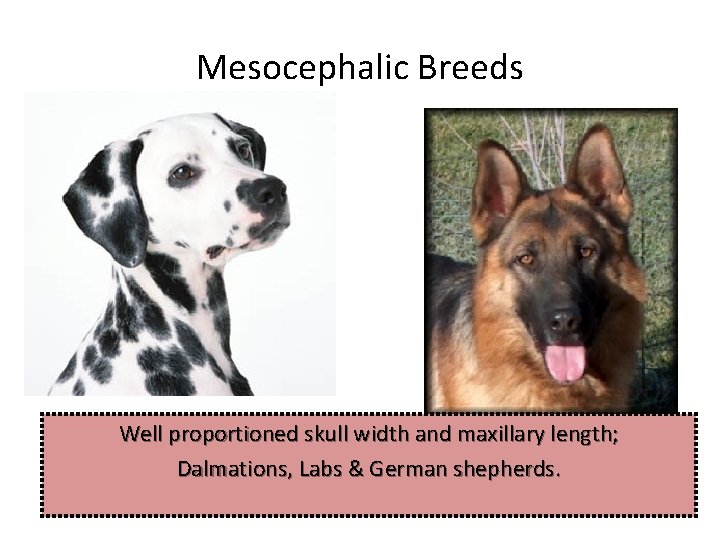 Mesocephalic Breeds Well proportioned skull width and maxillary length; Dalmations, Labs & German shepherds.