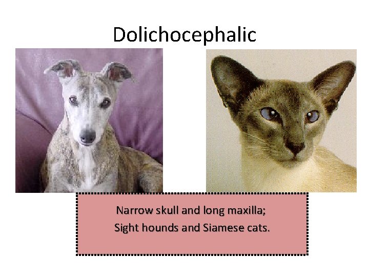 Dolichocephalic Narrow skull and long maxilla; Sight hounds and Siamese cats. 