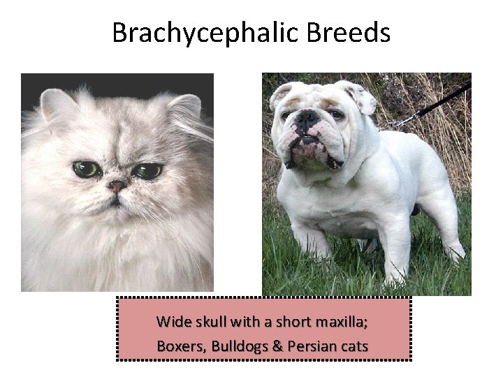 Brachycephalic Breeds Wide skull with a short maxilla; Boxers, Bulldogs & Persian cats 