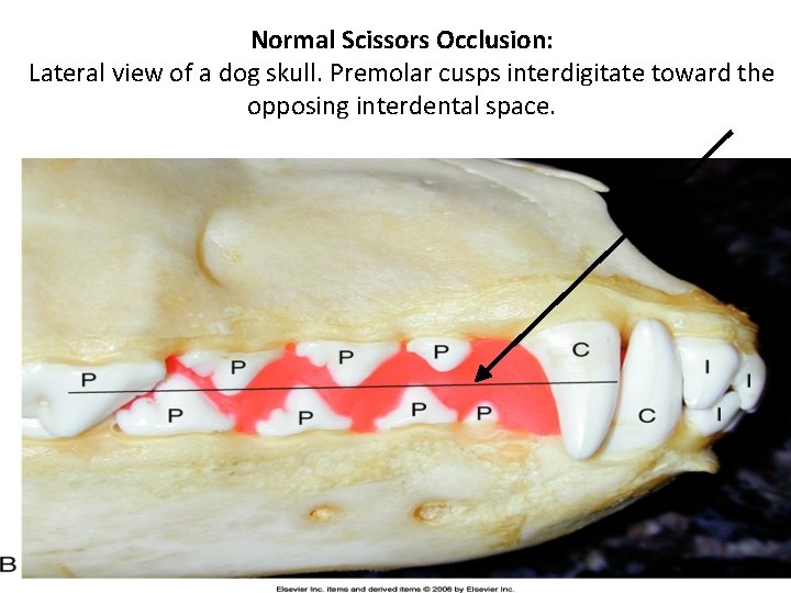 Normal Scissors Occlusion: Lateral view of a dog skull. Premolar cusps interdigitate toward the