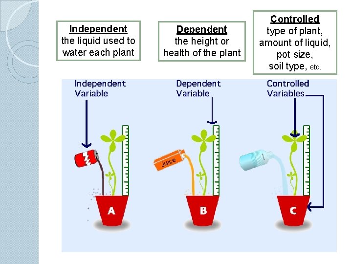 Independent the liquid used to water each plant Dependent the height or health of