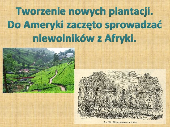 Tworzenie nowych plantacji. Do Ameryki zaczęto sprowadzać niewolników z Afryki. 