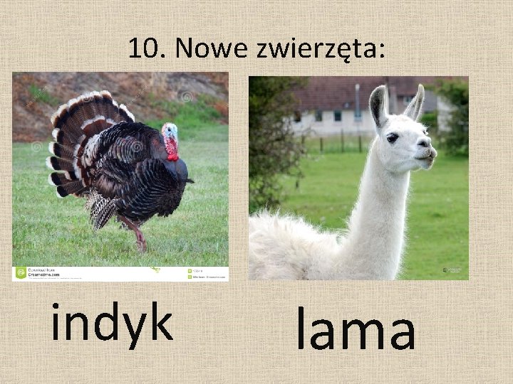 10. Nowe zwierzęta: indyk lama 10. Nowe zwierzęta: indyk lama
