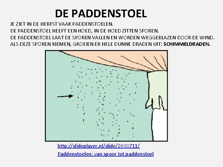 DE PADDENSTOEL JE ZIET IN DE HERFST VAAK PADDENSTOELEN. DE PADDENSTOEL HEEFT EEN HOED,