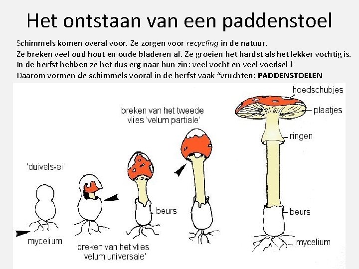 Het ontstaan van een paddenstoel Schimmels komen overal voor. Ze zorgen voor recycling in