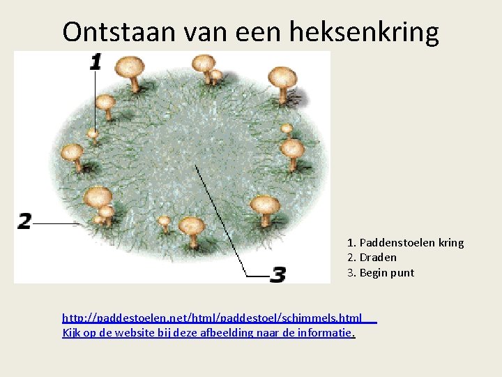 Ontstaan van een heksenkring 1. Paddenstoelen kring 2. Draden 3. Begin punt http: //paddestoelen.