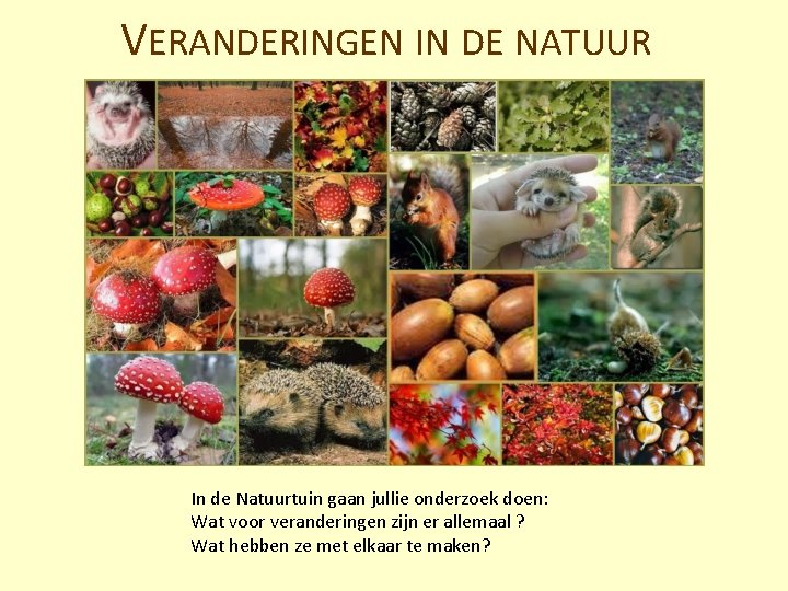 VERANDERINGEN IN DE NATUUR In de Natuurtuin gaan jullie onderzoek doen: Wat voor veranderingen