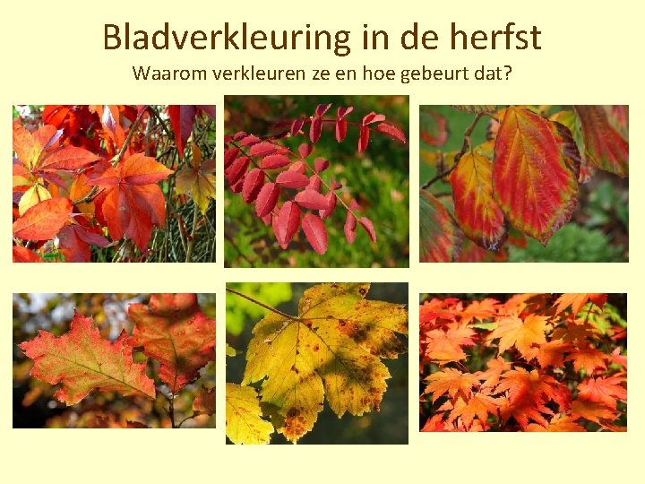 Bladverkleuring in de herfst Waarom verkleuren ze en hoe gebeurt dat? 