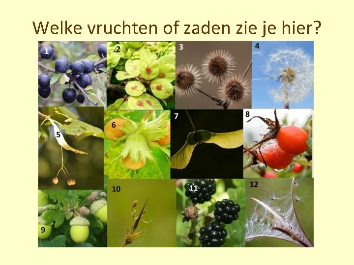 Welke vruchten of zaden zie je hier? 