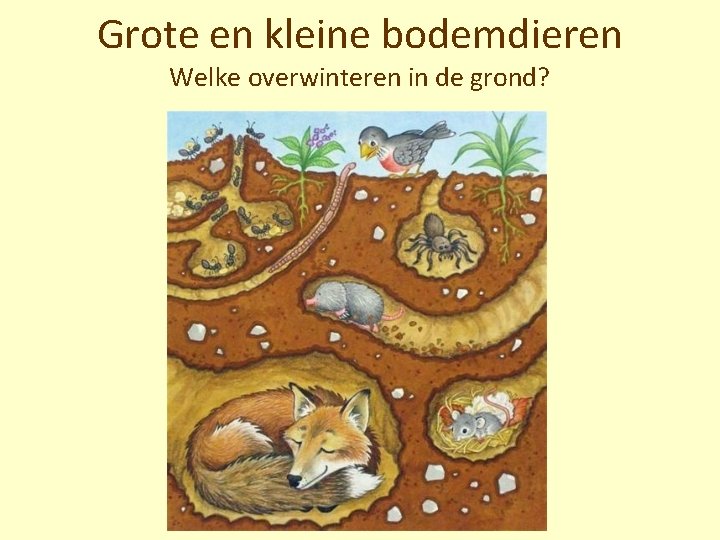 Grote en kleine bodemdieren Welke overwinteren in de grond? 