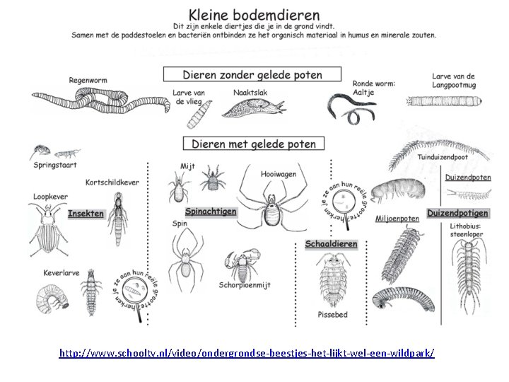 http: //www. schooltv. nl/video/ondergrondse-beestjes-het-lijkt-wel-een-wildpark/ 