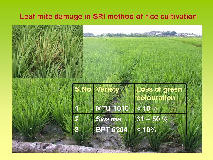 Leaf mite damage in SRI method of rice cultivation S. No Variety Loss of
