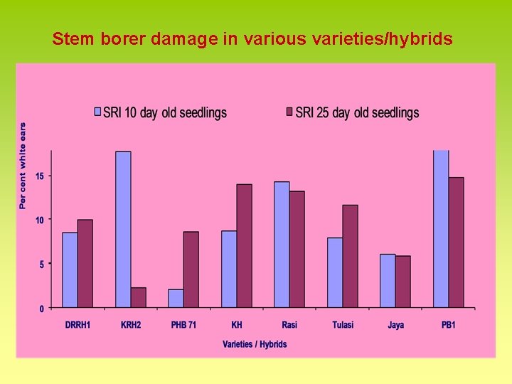 Stem borer damage in various varieties/hybrids 