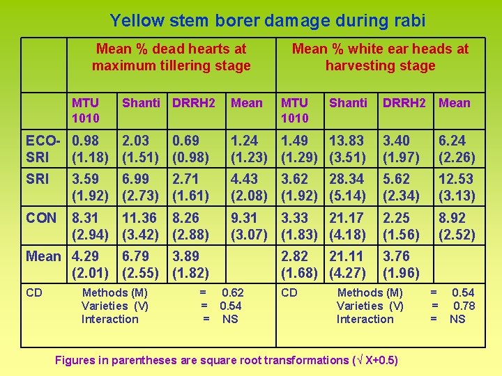 Yellow stem borer damage during rabi Mean % dead hearts at maximum tillering stage