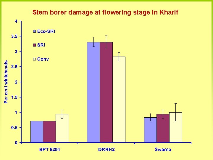 Stem borer damage at flowering stage in Kharif 