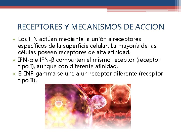 RECEPTORES Y MECANISMOS DE ACCION • Los IFN actúan mediante la unión a receptores