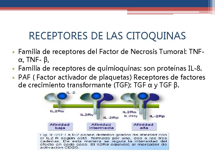 RECEPTORES DE LAS CITOQUINAS • Familia de receptores del Factor de Necrosis Tumoral: TNF-